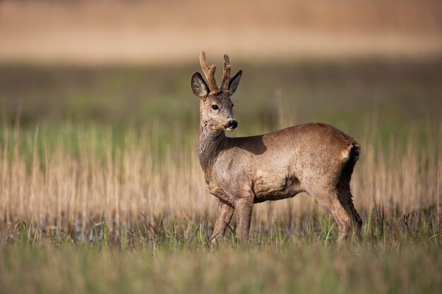 Il capriolo buck con nuove corna che crescono in piedi su un prato in primavera la natura