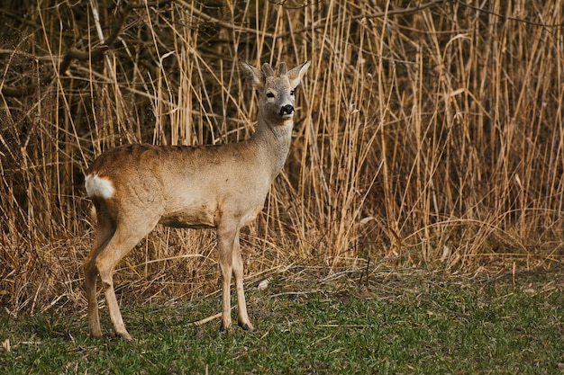 Il capriolo Capreolus capreolus su un prato