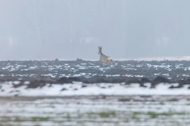 Il capriolo in inverno mattina (Capreolus capreolus)