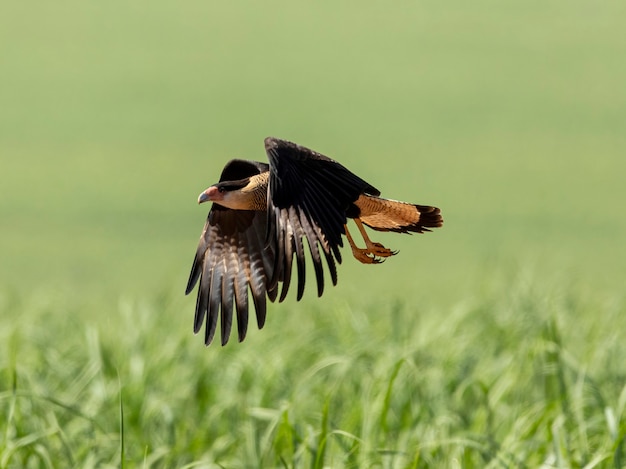 Il caracara crestato settentrionale Caracara cheriway