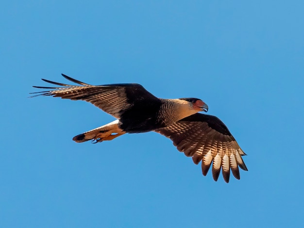 Il caracara crestato settentrionale Caracara cheriway