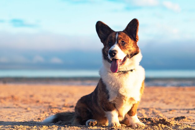 Il cardigan di corgi gallese della razza del cane si siede sulla riva della baia, al tramonto