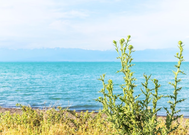 Il cardo fiorisce sulla spiaggia vicino al mare Bella vista sul lago Spiaggia selvaggia Vegetazione