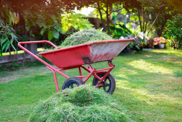 Il carrello arancione sta imballando l'erba verde tagliata nel cortile anteriore per lo smaltimento, la cura della casa, la falciatura, il prato verde taglia l'erba