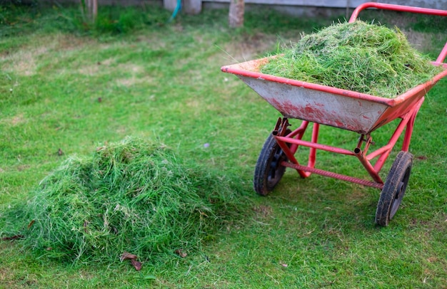 Il carrello arancione sta imballando l'erba verde tagliata nel cortile anteriore per lo smaltimento, la cura della casa, la falciatura, il prato verde taglia l'erba