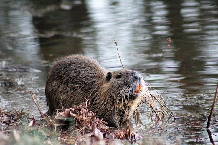 Foto il castoro che nuota nel lago