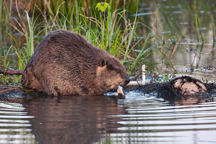 Foto il castoro nordamericano mangia legna al sequoia national wildlife refuge in oklahoma