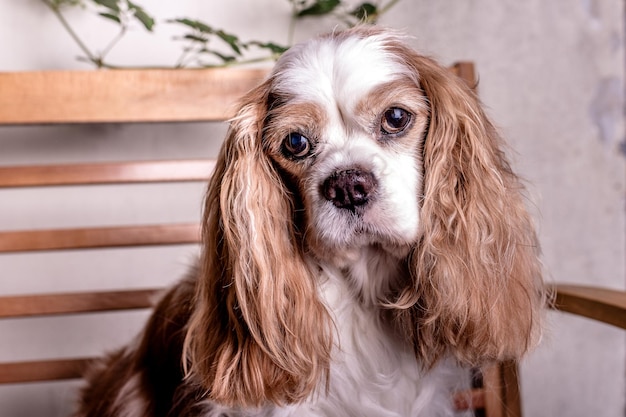 Il Cavalier King Charles Spaniel è seduto in panchina