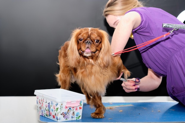 Il Cavalier King Charles Spaniel si fa tagliare i capelli in un salone per animali