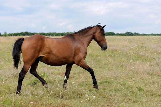 Il cavallo al pascolo.