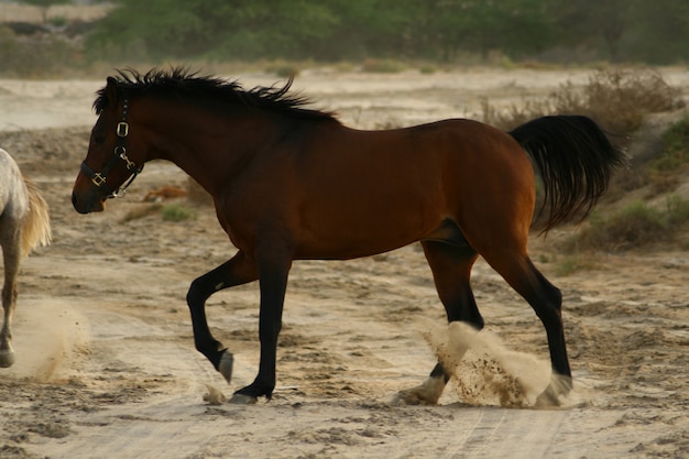 il cavallo arabo è una razza di cavallo originaria della penisola arabica