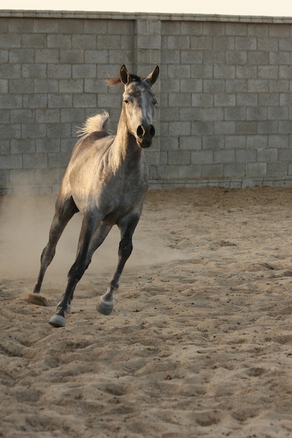 il cavallo arabo è una razza di cavallo originaria della penisola arabica