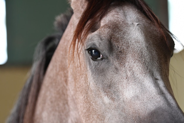 Il cavallo arabo è una razza di cavallo originaria della penisola arabica