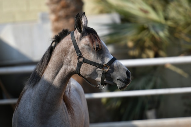 Il cavallo arabo è una razza di cavallo originaria della penisola arabica