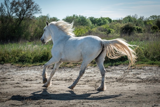 Il cavallo bianco corre in una terra naturale