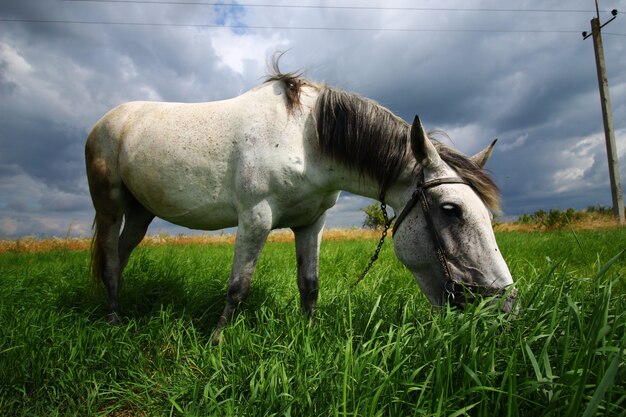 Il cavallo bianco pascola sull'erba