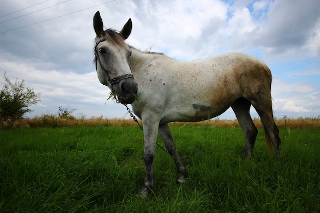 Il cavallo bianco pascola sull'erba