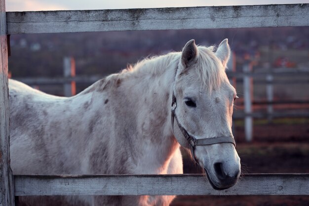 Il cavallo bianco sta nel recinto. sera. tramonto.