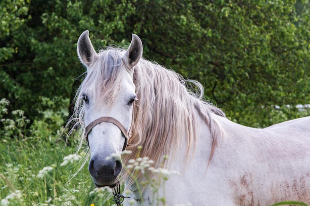 Il cavallo bianco ti sta guardando Quasi un ritratto