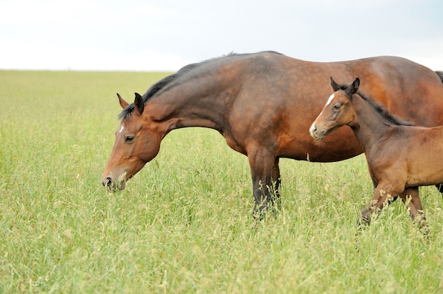 Il cavallo corre al galoppo sul campo