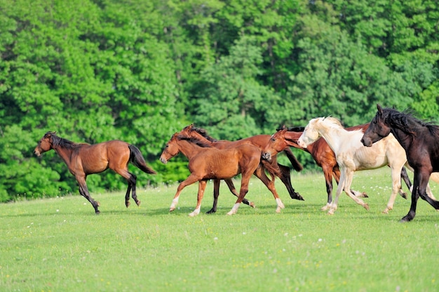 Il cavallo corre al galoppo sul campo