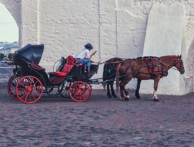 Il cavallo e una bellissima vecchia carrozza