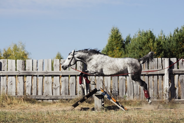 Il cavallo grigio salta sopra l'ostacolo