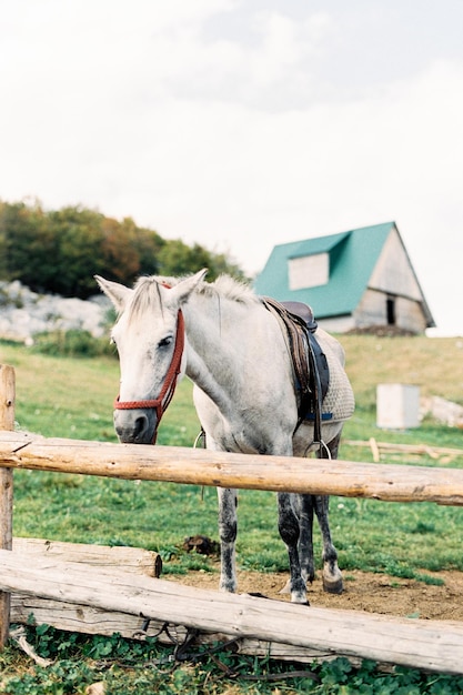 Il cavallo in un'imbracatura si trova vicino a una staccionata di legno in una fattoria