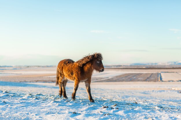 Il cavallo islandese cammina nella neve in inverno. Paesaggio invernale islandese