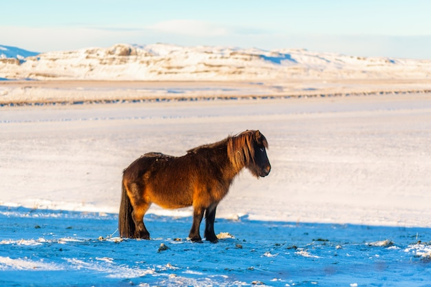 Il cavallo islandese cammina nella neve in inverno.