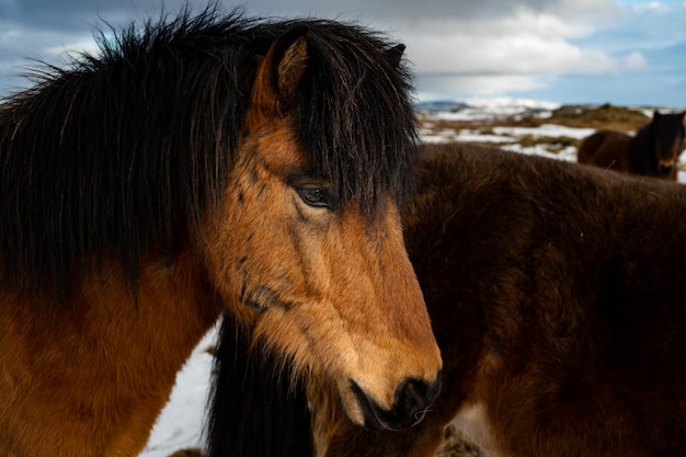 Il cavallo islandese è una razza di cavallo sviluppata dai pony portati in Islanda dai coloni norvegesi