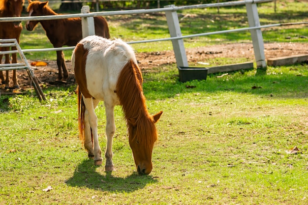 Il cavallo mangia erba