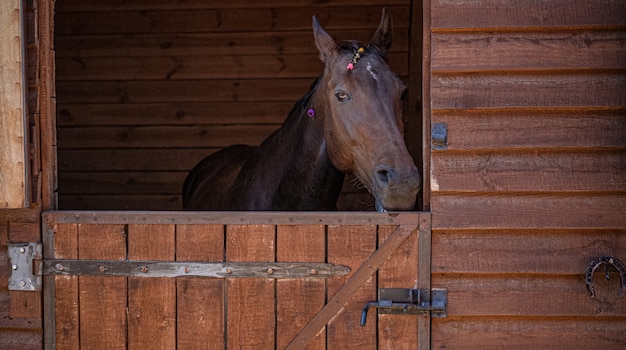 Il cavallo marrone guarda fuori dalla finestra della stalla. Ritratto di animali da fattoria. Testa di cavalla nel paddock di legno all'interno. Foto di alta qualità.