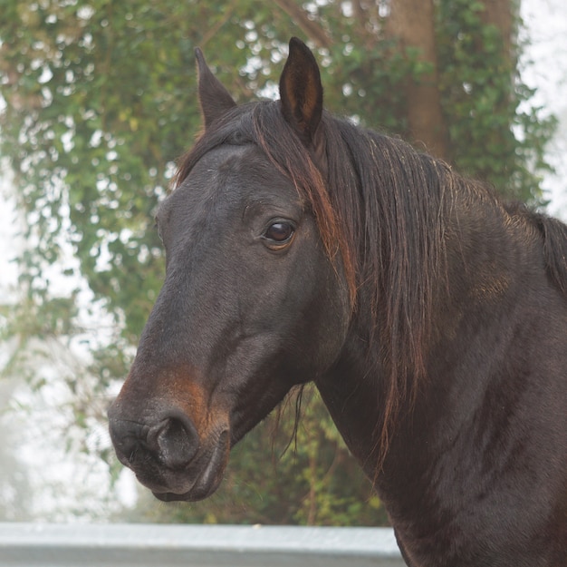 il cavallo marrone