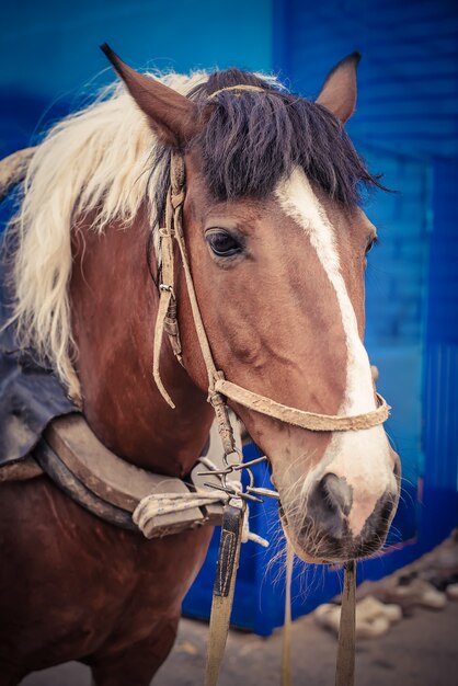 Il cavallo nel cablaggio nel villaggio