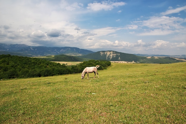 Il cavallo nelle montagne caucasiche, Azerbaigian