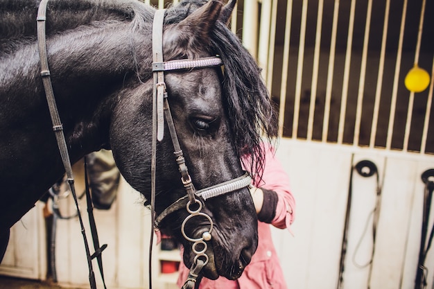 Il cavallo nero sbadiglia e sembra che ride.