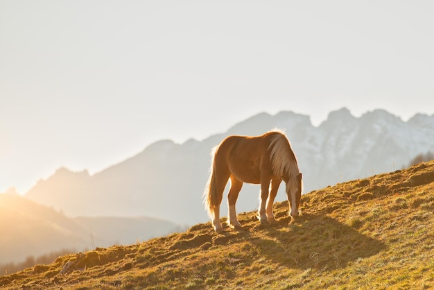 Il cavallo pascola in un prato di montagna sulle Alpi