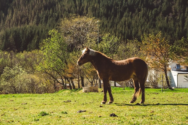 Il cavallo pascola su un prato verde sullo sfondo della casa e delle montagne