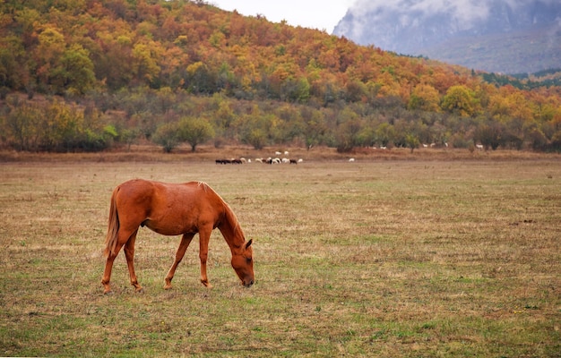 Il cavallo pascola vicino alla montagna al pascolo in autunno.