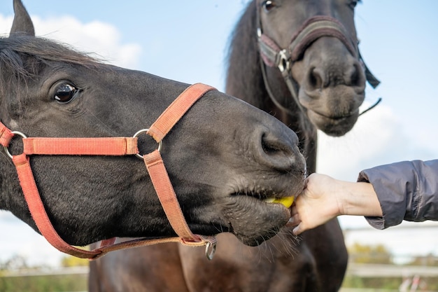 Il cavallo prende una mela dalla mano di una ragazza irriconoscibile