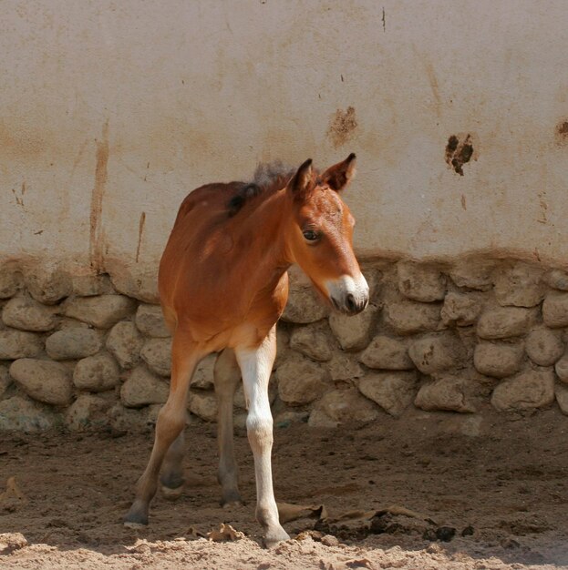 Il cavallo Prozhivalsky fa scivolare la testa attraverso il recinto allo zoo