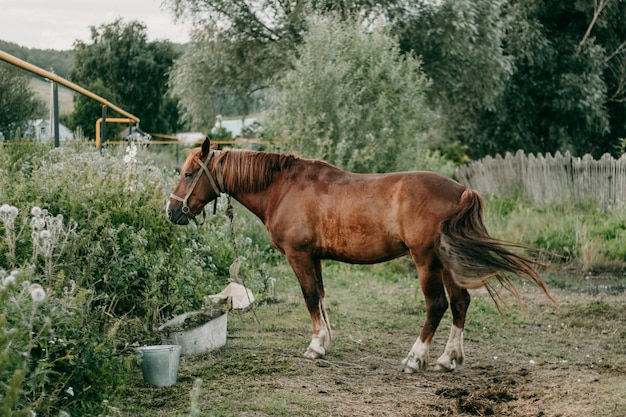 Il cavallo rosso mangia le verdure nel prato nel villaggio