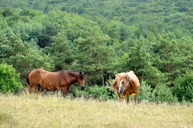 Il cavallo sta pascolando nel pascolo.