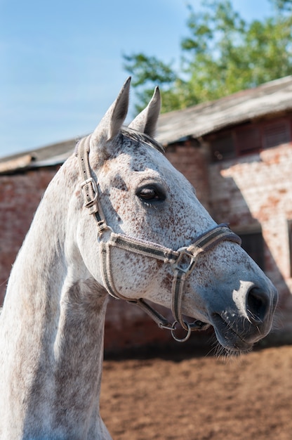 Il cavallo sullo sfondo delle stalle.