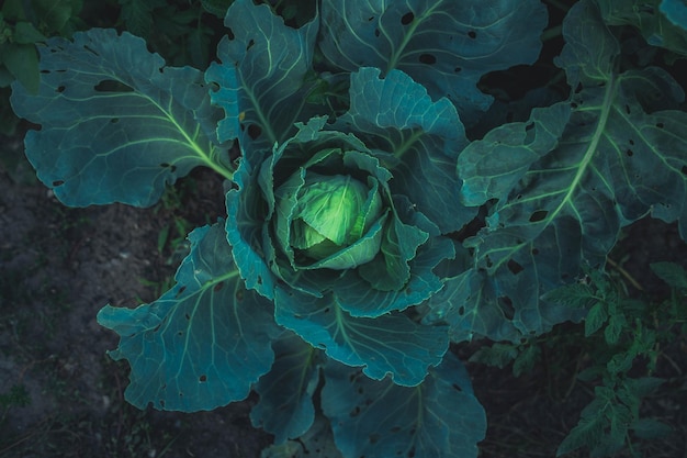 Il cavolo è piante commestibili crescono nel giardino Vista dall'alto del primo piano del cavolo verde fresco Il concetto di agricoltura