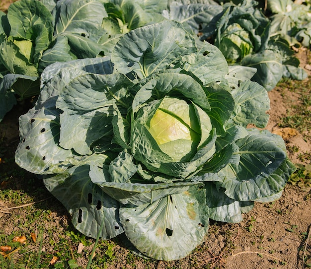 Il cavolo verde fresco cresce nel giardino Grandi foglie di cavolo Luce solare intensa Giardinaggio e agricoltura