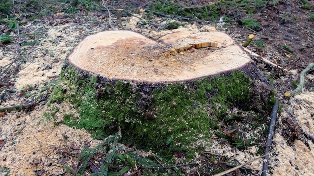 Il ceppo di un albero appena abbattuto in una radura della foresta