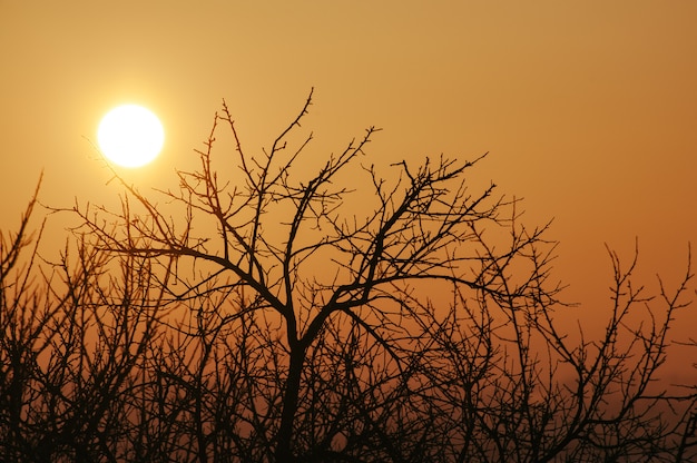 Il cerchio del sole visto attraverso gli alberi al tramonto.