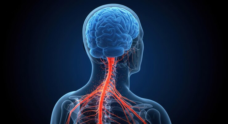 Foto il cervello umano e il midollo spinale un'illustrazione anatomica dettagliata